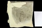 Fossil Cranefly (Tipulidae) - Green River Formation, Utah #111405-1